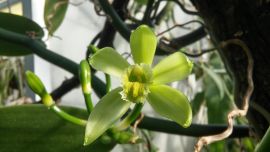 Vanilla planifolia-Wanilia płaskolistna.jpg