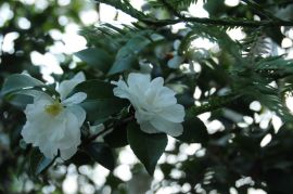Camellia sasanqua 'Mixed'.JPG