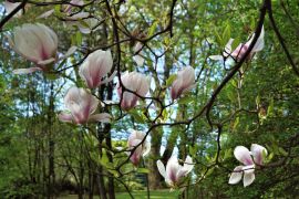 Magnolia soulangeana - magnolia Soulange'a...