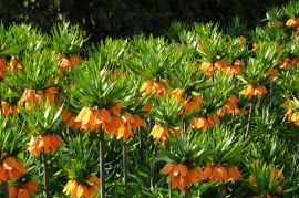 Fritillaria imperialis- Szachownica cesarska2.JPG
