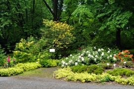 Rabata z rododendronami i  wrzosami na Arboretum.JPG