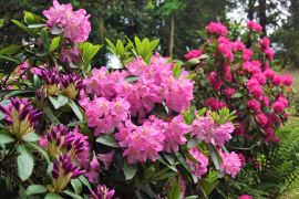 Rhododendron 'Grandiflorum' - różanecznik...