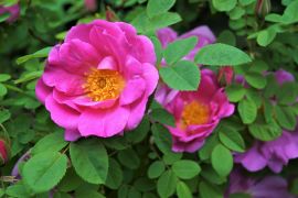 Rosa 'Marguerite Hilling' - odmiana róży...
