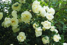 Rosa spinosissima 'Plena' - róża...