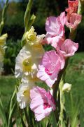 Gladiolus sp. - mieczyki ogrodowe.JPG