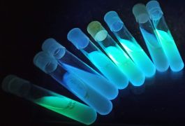Świecące bakterie!.jpg