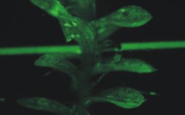 Fluorescencja mutanta Physcomitrella patens.jpg