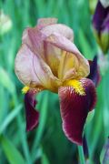 Iris x germanica L. 'Mrs. Valerie West' -...