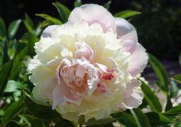 Paeonia lactiflora ‘Duchesse de Nemours’ – piwonia...