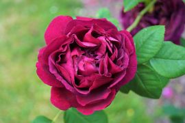 Rosa gallica ‘Tuscany’ – róża francuska ‘Tuscany’