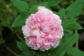 Rosa x portlandica ‘Jacques Cartier’ – róża portlandzka...