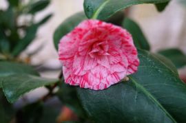 Camellia japonica 'Maria Teresa' - kamelia...