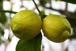Citrus limon - cytryna zwyczajna.JPG
