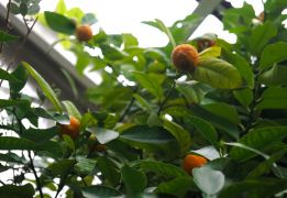Citrus reticulata - mandarynka.JPG