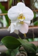 Phalaenopsis hybr..JPG