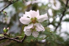 Prunus dulcis - migdałowiec pospolity.JPG
