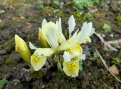 Iris danfordiae (Baker) Boiss..jpg