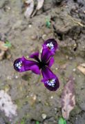 Iris reticulata M.Bieb..JPG