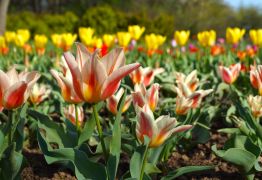 kolekcja tulipanów.JPG