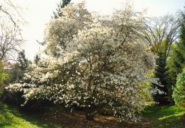 Magnolia x kewensis.JPG