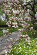 Magnolia x soulangeana - magnolia pośrednia (2).JPG