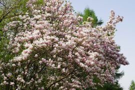 Magnolia x soulangeana - magnolia pośrednia 3.JPG