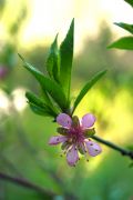 Prunus amygdalus - migdałowiec pospolity.JPG