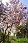 Prunus jamasakura - wiśnia.JPG