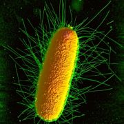 Zdjęcia mikroskopowe AFM bakterii E. Coli