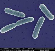 Zdjęcie mikroskopowe SEM bakterii E. Coli