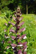 Acanthus spinosus - akant kłujący.JPG