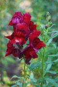 Antirrhinum majus - wyżlin większy, lwia paszcza.JPG