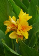 Canna hybr. 'Golden Lucifer' - kanna.JPG