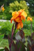 Canna hybr. 'Wyoming' - kanna.JPG