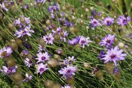 Catananche caerulea - kupidynek błękitny.JPG