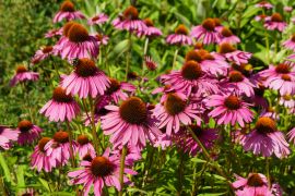 Echinacea purpurea - jezówka purpurowa.JPG