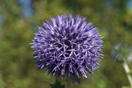 Echinops bannaticus - przegorzan tauryjski.JPG