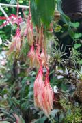 Epiphyllum oxypetalum.JPG