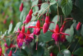 Fuchsia hybr. - fuksja.JPG