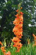 Gladiolus 'Bernadette' - mieczyk ogrodowy.JPG