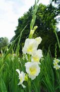 Gladiolus 'Break O'Dawn' - mieczyk...