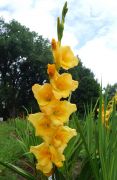 Gladiolus 'Nova Lux' - mieczyk ogrodowy.JPG