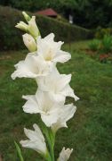 Gladiolus 'White Prosperity' - mieczyk...