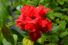 Hibiscus rosa-sinensis var. rubro-plenus - ketmia, róża...