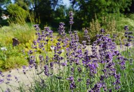 Lavandula angustifolia - lawenda wąskolistna.JPG