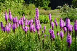 Liatris spicata - liatra kłosowa.JPG