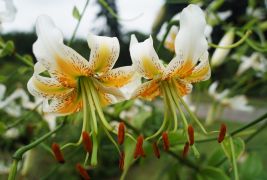 Lilium hybridum 'Lady Alice' - lilia hybrydowa.JPG