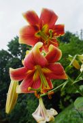 Lilium hybridum 'Red Morning' - lilia...