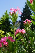 Nerium oleander - oleander pospolity.JPG