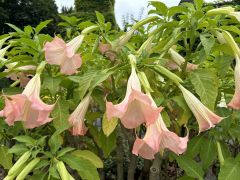 Brugmansia sanguinea 'Frosty Pink' -...